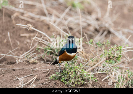 A Superb Starling (Lamprotomis superbus) Stock Photo