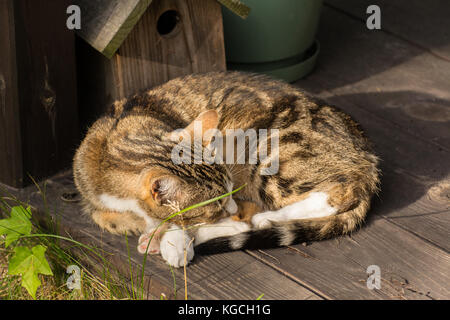 Cute little cat curled up, resting in a garden shed Stock Photo