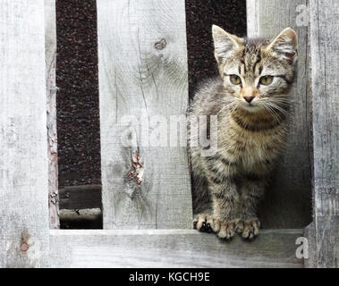 Cute, young tabby cat perched on wooden crate Stock Photo