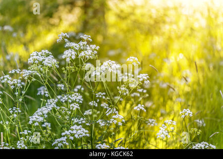 Cow Parsley brightly backlit by the summer sun Stock Photo