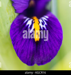 A macro shot of a reticulated iris harmony bloom. Stock Photo