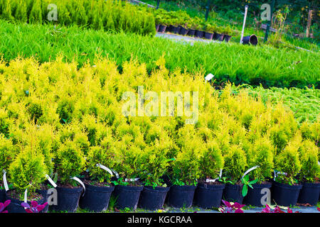 Many pots with Thuja occidentalis sold in garden center. Also known as Northern White Cedar, eastern arborvitae, Eastern White Cedar, Arborvitae Stock Photo