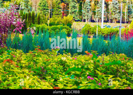 Many different plants and trees in pots offered for sale at garden center Stock Photo