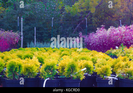 Many pots with Thuja occidentalis sold in autumn garden center against other different trees and plants Stock Photo