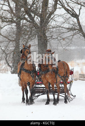 Pair of horses harnessed to carriage standing in village street Stock Photo