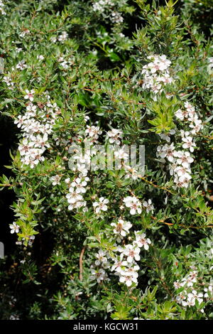 Download Woolly Tea Tree Leptospermum Lanigerum An Evergreen Shrub In Stock Photo Alamy Yellowimages Mockups