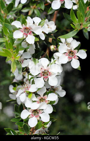 Download Woolly Tea Tree Leptospermum Lanigerum An Evergreen Shrub In Stock Photo Alamy PSD Mockup Templates