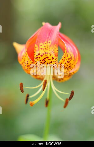 Giant leopard lily (Lilium pardalinum) 'giganteum' variety, sometimes also called 'panther lily', in full bloom in a summer garden border (July), UK