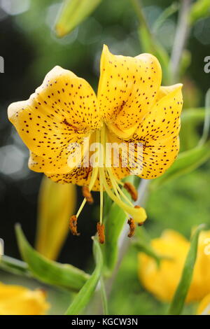 Lilium citronella, also called Asiatic lily displaying Turk's cap flower, blossoming in an English garden summer bed in July, UK Stock Photo