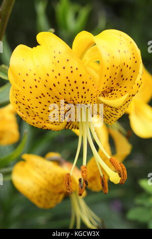 Lilium citronella, also called Asiatic lily displaying Turk's cap flower, blossoming in an English garden summer bed in July, UK Stock Photo