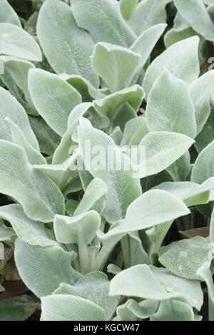 Lamb's ear (Stachys byzantina) in a summer garden border, UK Stock Photo