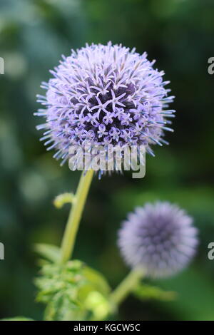 Echinops bannaticus 'Taplow blue' globe thistle flowering in a summer garden border, UK Stock Photo