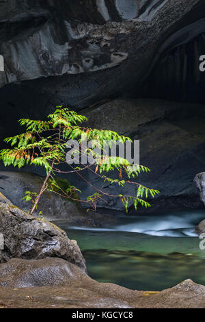 Little tree at Little Huson Cave Regional Park on Northern Vancouver Island, British Columbia, Canada. Stock Photo