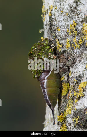 Großer Gabelschwanz, Raupe beim Bau des Kokon, Puppenkokon, Puppe, Cerura vinula, Dicranura vinula, puss moth, caterpillar, pupa, cocoon, La Queue fou Stock Photo