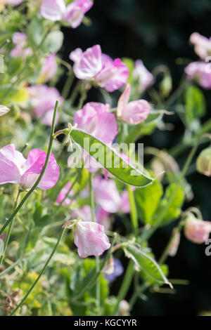 Lathyrus odoratus. Sweet pea seed pod in a vegetable garden in August. UK Stock Photo