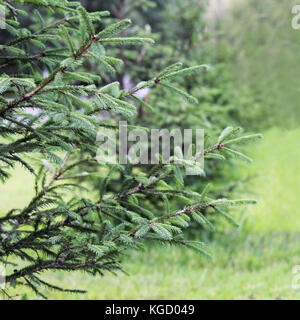 the small fir tree grows in the city on a background of green grass in summer in the city. Stock Photo