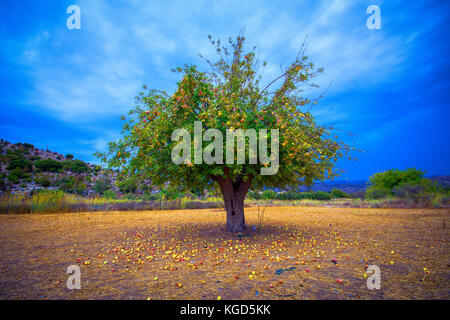 Lonely apple tree with apples on the ground, Lasithi, Crete, Greece. Stock Photo