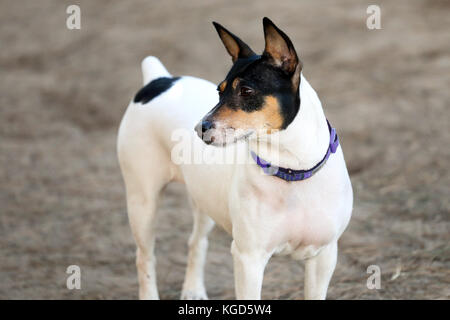 very muscular basenji mixed breed dog staring at a distance at a dog park
