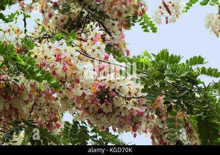 Cassia javanica, pink shower or apple blossom tree - Stock Photo
