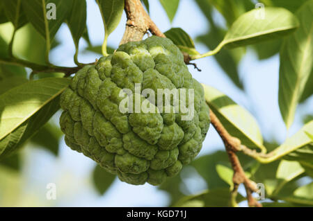 Custard Apple growing on tree Stock Photo