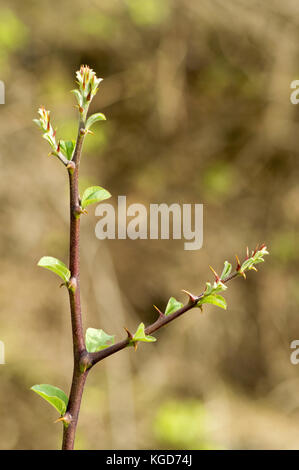 Zizyphus jujuba, jujube red date, Chinese date thorny twigs Stock Photo