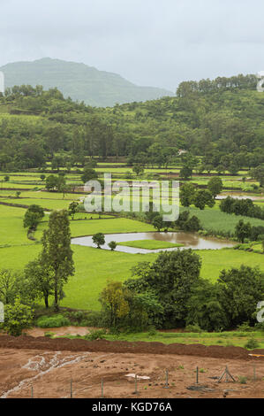 View of rice farming near Mulshi Dam Pune, Maharashtra Stock Photo