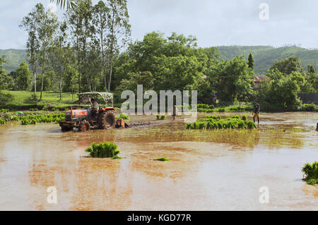 Tractor plowing paddy fields before planting rice Stock Photo