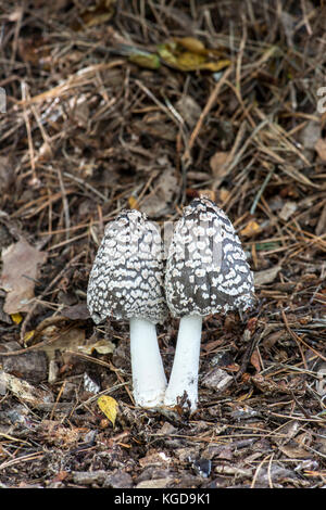 Magpie Inkcap Fungus: Coprinus picaceus. Surrey, UK. Stock Photo