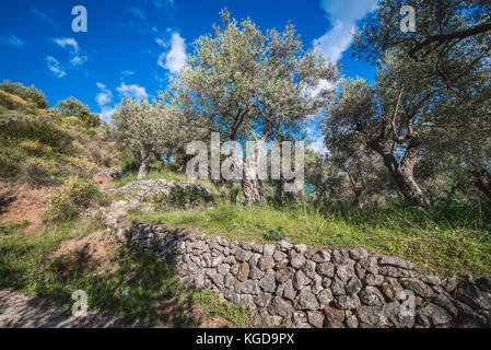 Olive trees on mountain above Bar coastal town in southern Montenegro Stock Photo
