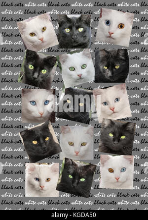 collage of 15 portraits of black cats and white cats Stock Photo