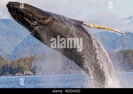Humpback whale (Megaptera novaengliae) breaching in front of the British Columbia Coastal Mountains in Queen Charlotte Strait off Vancouver Island, Br Stock Photo