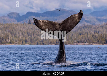 Humpback whale (Megaptera novaengliae) fluke splashing in front of the British Columbia Coastal Mountains in Queen Charlotte Strait off Vancouver Isla Stock Photo