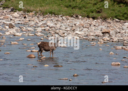 Red Deer,  Cervus elaphus,  Single adult female standing in river. Findhorn Valley, Scotland, UK. Stock Photo