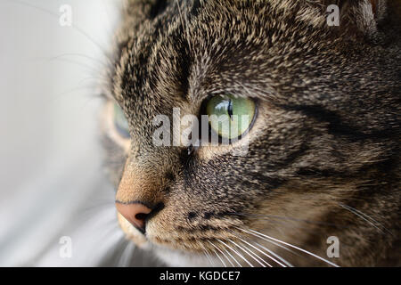 Close Up Tiger Cat's Face Stock Photo - Alamy