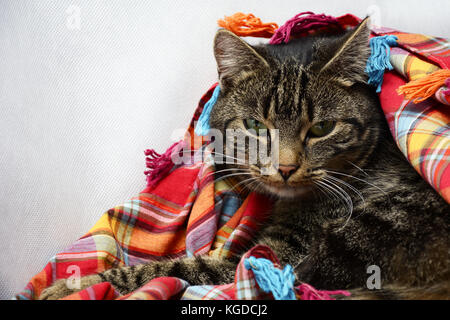 Portrait of a tabby cat sitting under a colorful scarf Stock Photo