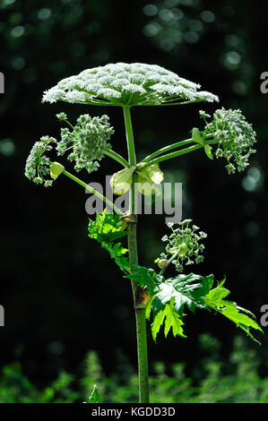 Giant hogweed in bloom Stock Photo