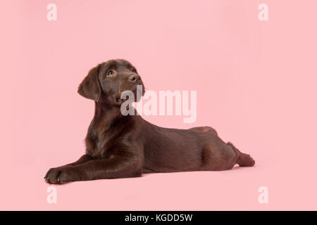 Brown labrador retriever puppy lying down on the floor seen from the side looking up on a pink background Stock Photo