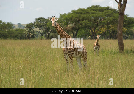 Pair of Rothschild's giraffe, an Endangered subspecies found in only two Parks; Murchison Falls National Park, Uganda. Stock Photo