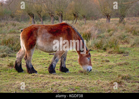 Brown horse of the draft Belgian heavy horse Equus ferus caballu Stock Photo