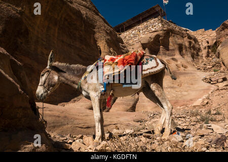 Donkey with blanket saddle in the sun on route to Ad Deir, the Monastery, Petra, Jordan, Middle East Stock Photo