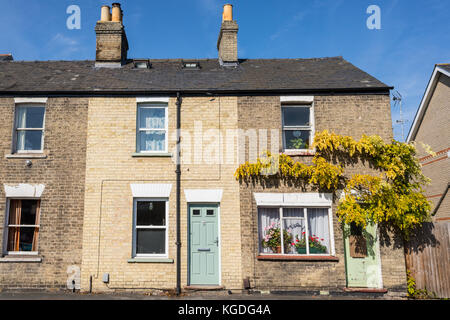 Two floors semi detached old house in bricks with colored doors and vine creeper plant growing on the wall in Cambridge, England, UK Stock Photo