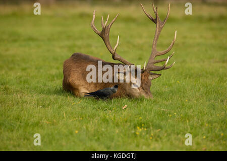 Jackdaw (Corvus monedula), feeding on ticks on red deer stag, Cervus elaphus, England, UK Stock Photo