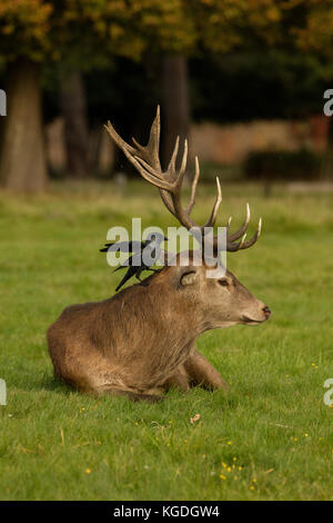 Jackdaw (Corvus monedula), looking for ticks on red deer stag, Cervus elaphus, England, UK Stock Photo