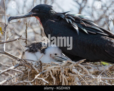 A male magnificent frigatebird at his nest with his offspring, who is entirely dependent on care from its parents to survive. Stock Photo