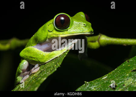 A gliding leaf frog (Agalychnis spurrelli) from the jungle of Ecuador. A rare frog to see and not to be confused with the related red eyed tree frog. Stock Photo