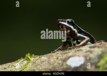 A small poison frog from Southern Ecuador, Anthony's poison frog has powerful toxins in its skin that defend it from predators. Stock Photo