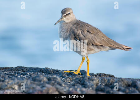 A small shore bird called the wandering tattler which migrates from the far North to South America every year. Stock Photo