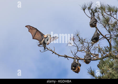 Flight of the bat Stock Photo