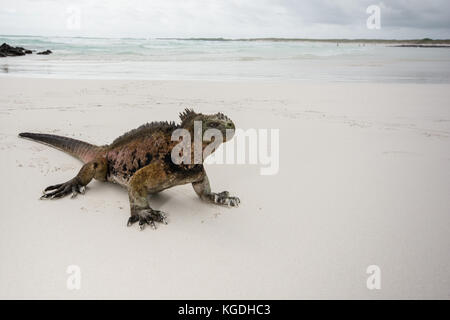 A marine iguana relaxing on a scenic white sand beach in the Galapagos. Stock Photo