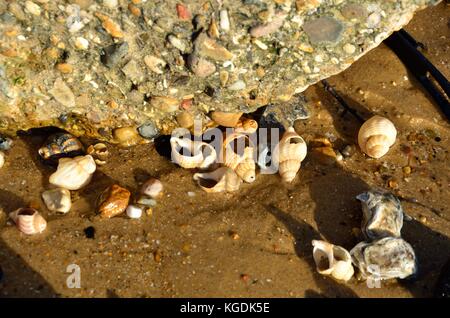 Group of sea shells on beach Stock Photo